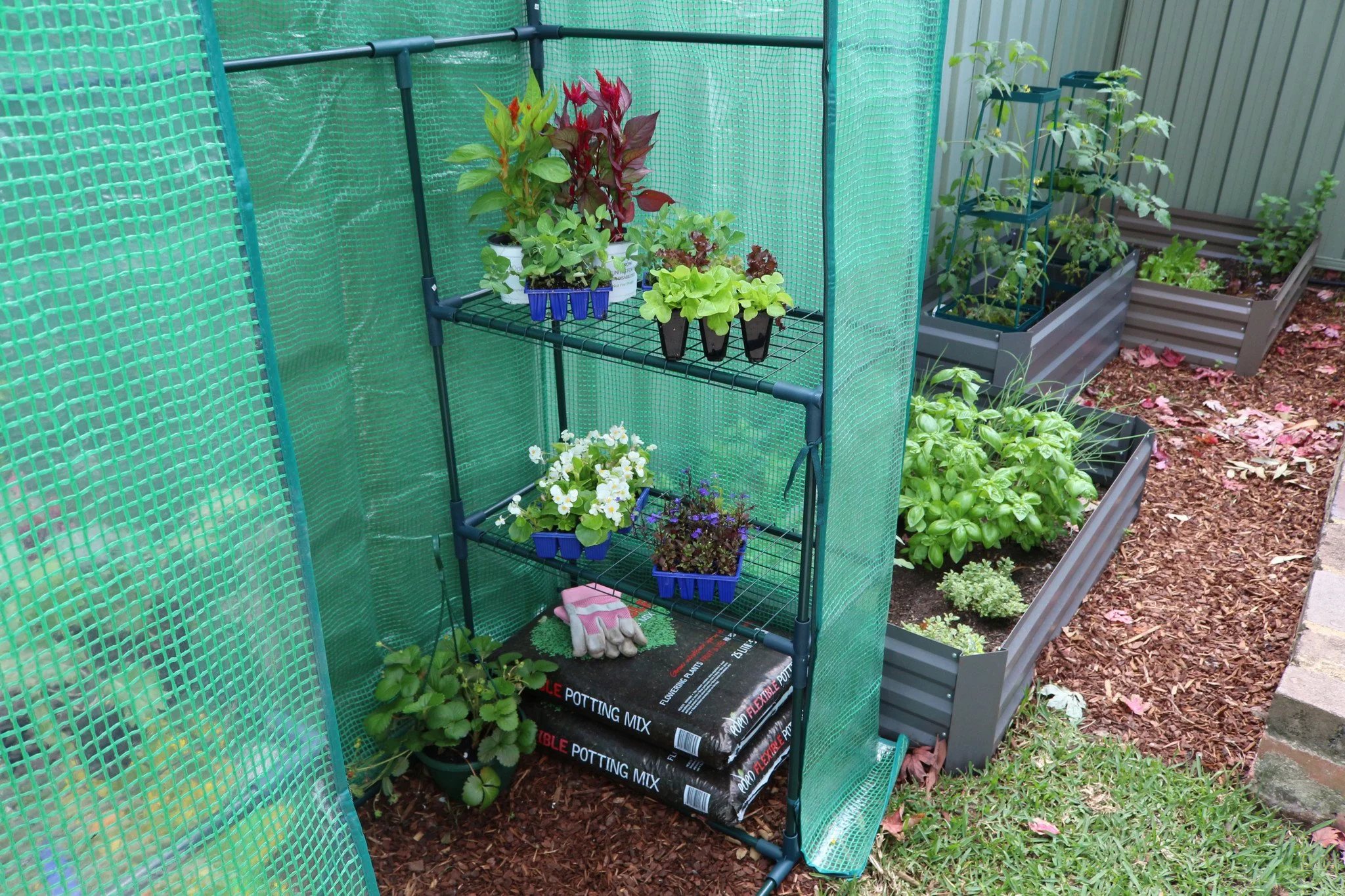 Greenlife 2 Tier Walk-in Greenhouse with PE Cover 1950 x 1430 x 730mm - Image 4