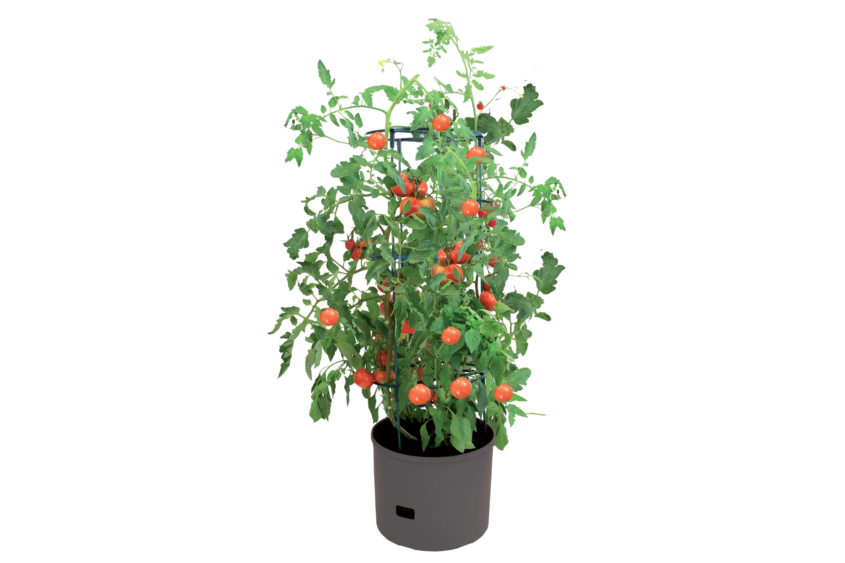 4x Greenlife Jumbo Tomato Growing Tower with Self Watering Pot - Slate Grey - Image 2