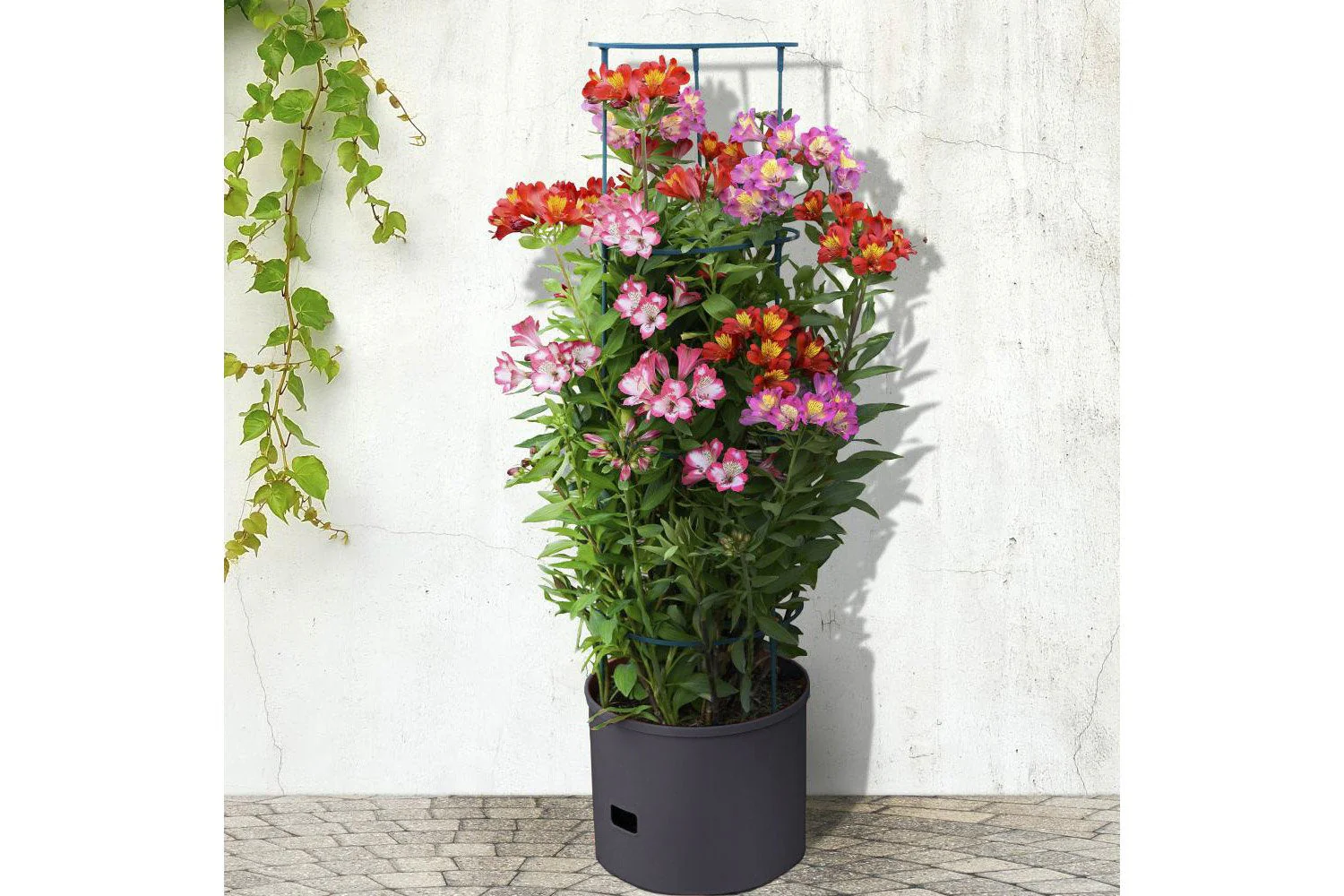 4x Greenlife Jumbo Tomato Growing Tower with Self Watering Pot - Slate Grey - Image 5