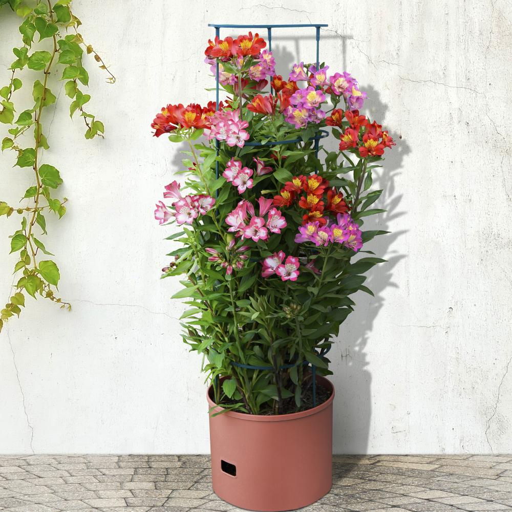 4x Greenlife Jumbo Tomato Growing Tower with Self Watering Pot - Terracotta - Image 11
