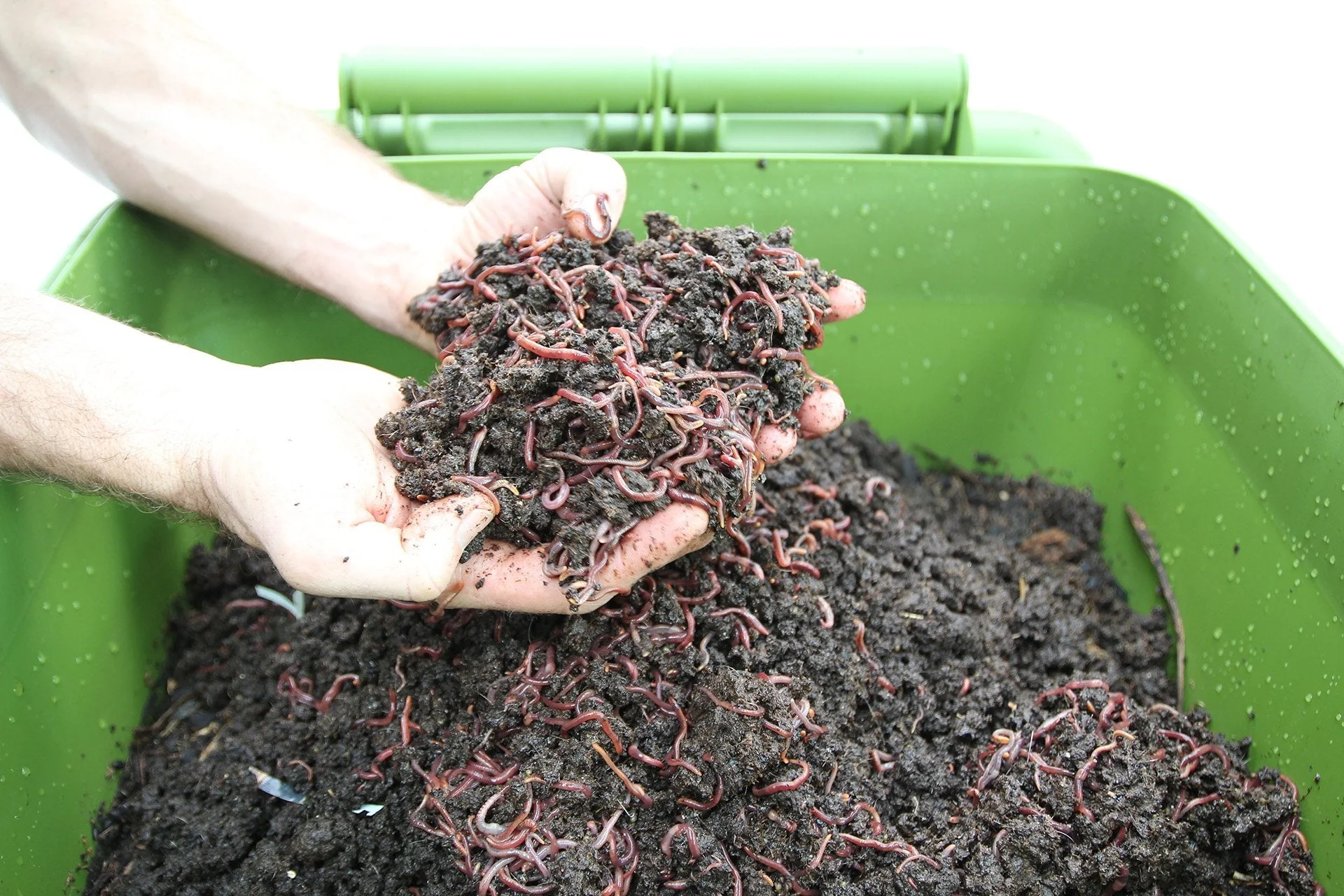 Maze Hungry Bin Worm Farm with 1000 Worms & Accessories - Image 7