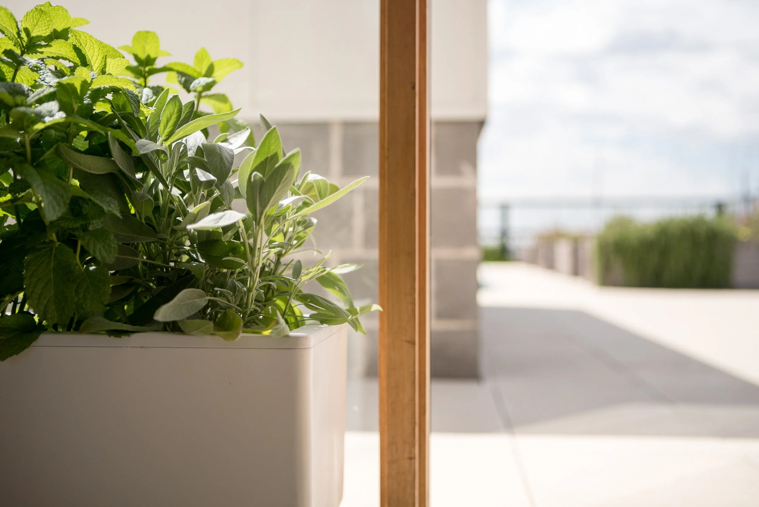 Glowpear Mini Bench Planter - Self Watering Raised Garden Planter Box - Image 4