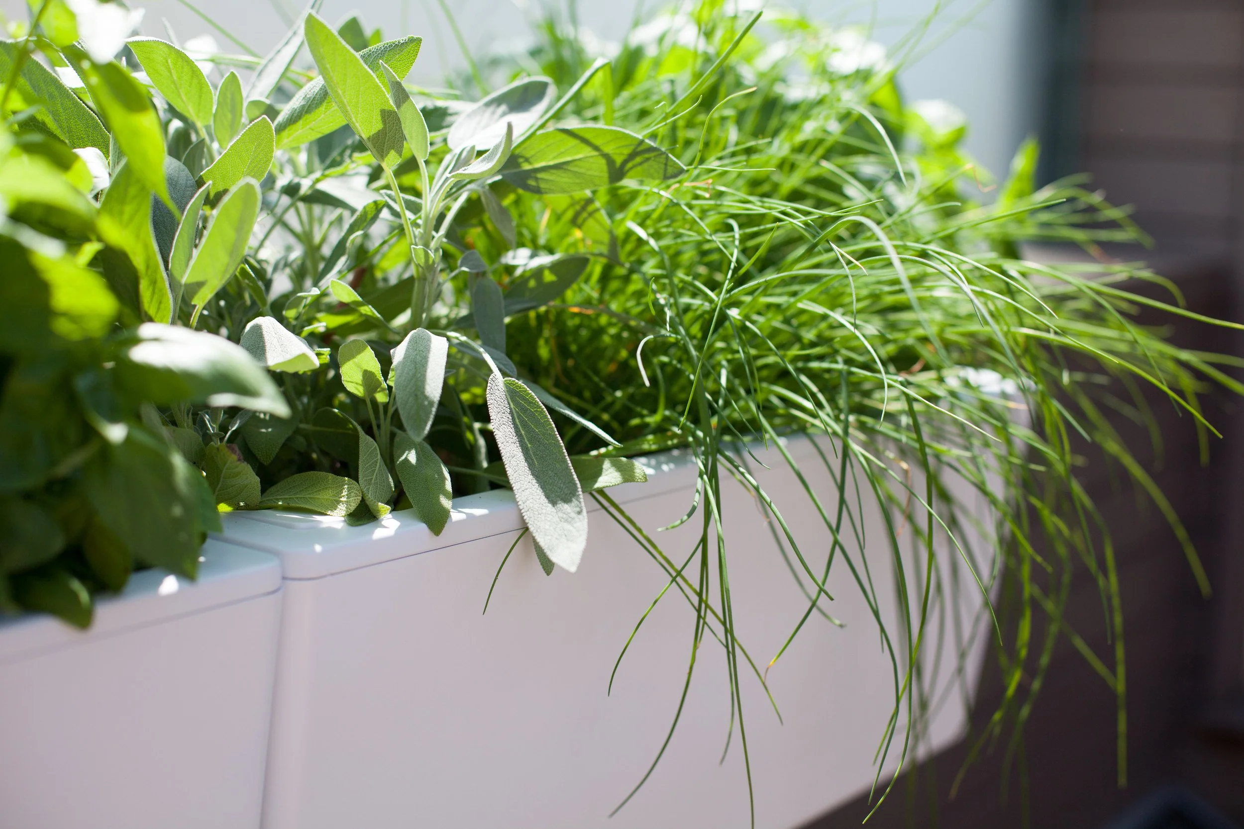 Glowpear Mini Wall Planter - Self Watering Vertical Garden Planter Box - Image 7