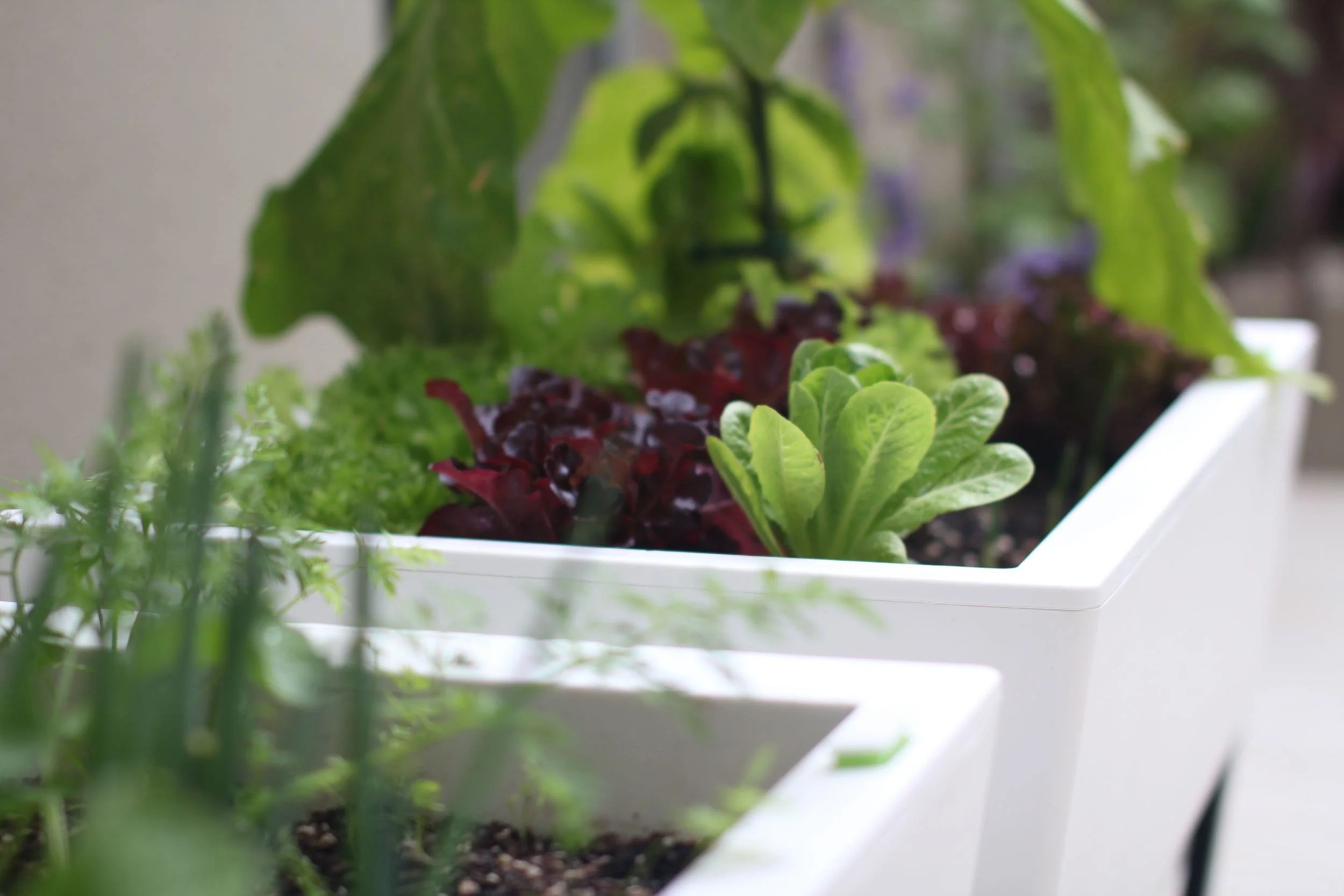 Glowpear Urban Garden Planter - Self Watering Planter Box Kit - Image 3
