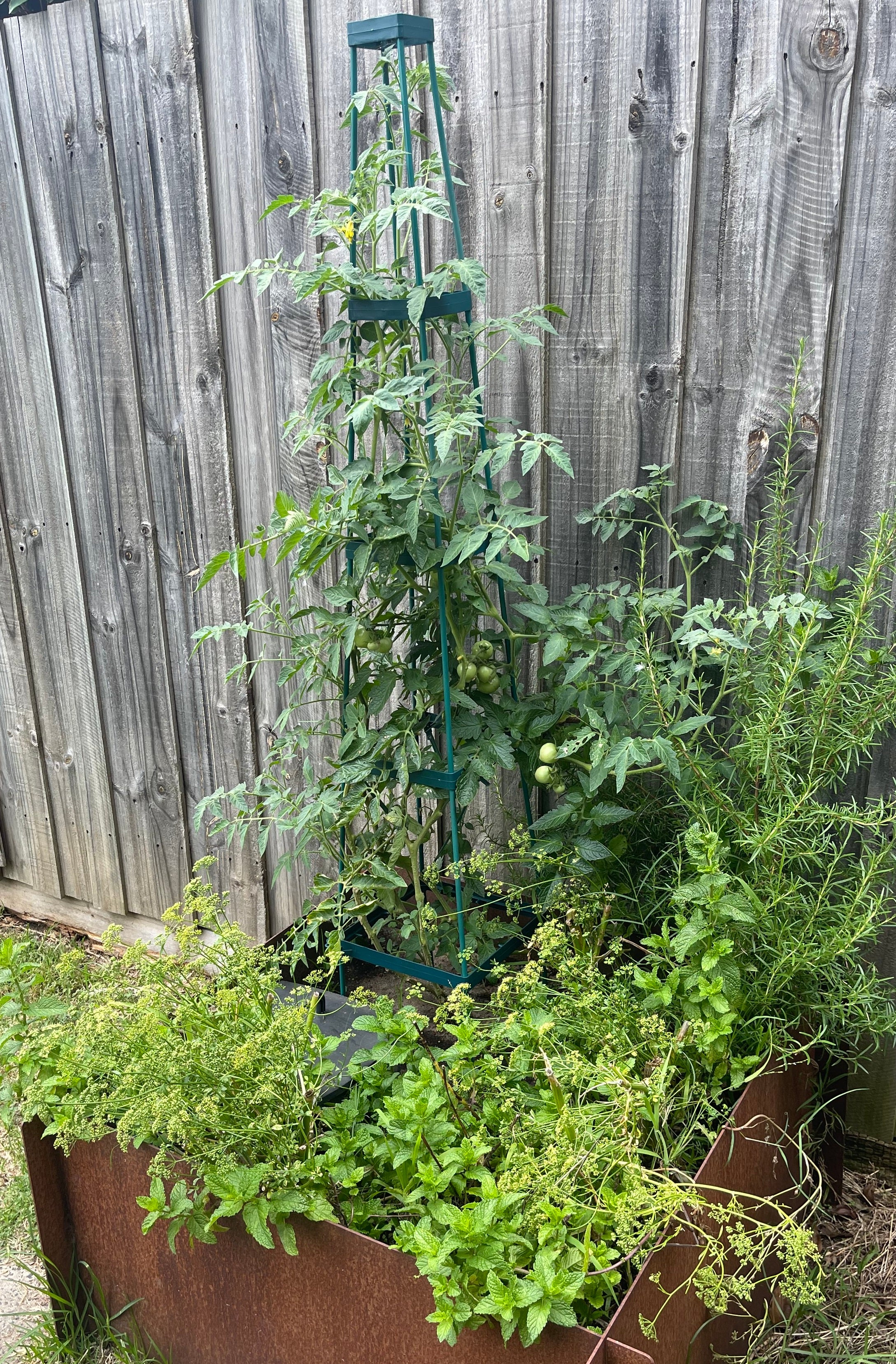 Greenlife Support Frame Tomato Growing Tower 4 Tier Cage - Green - Image 5