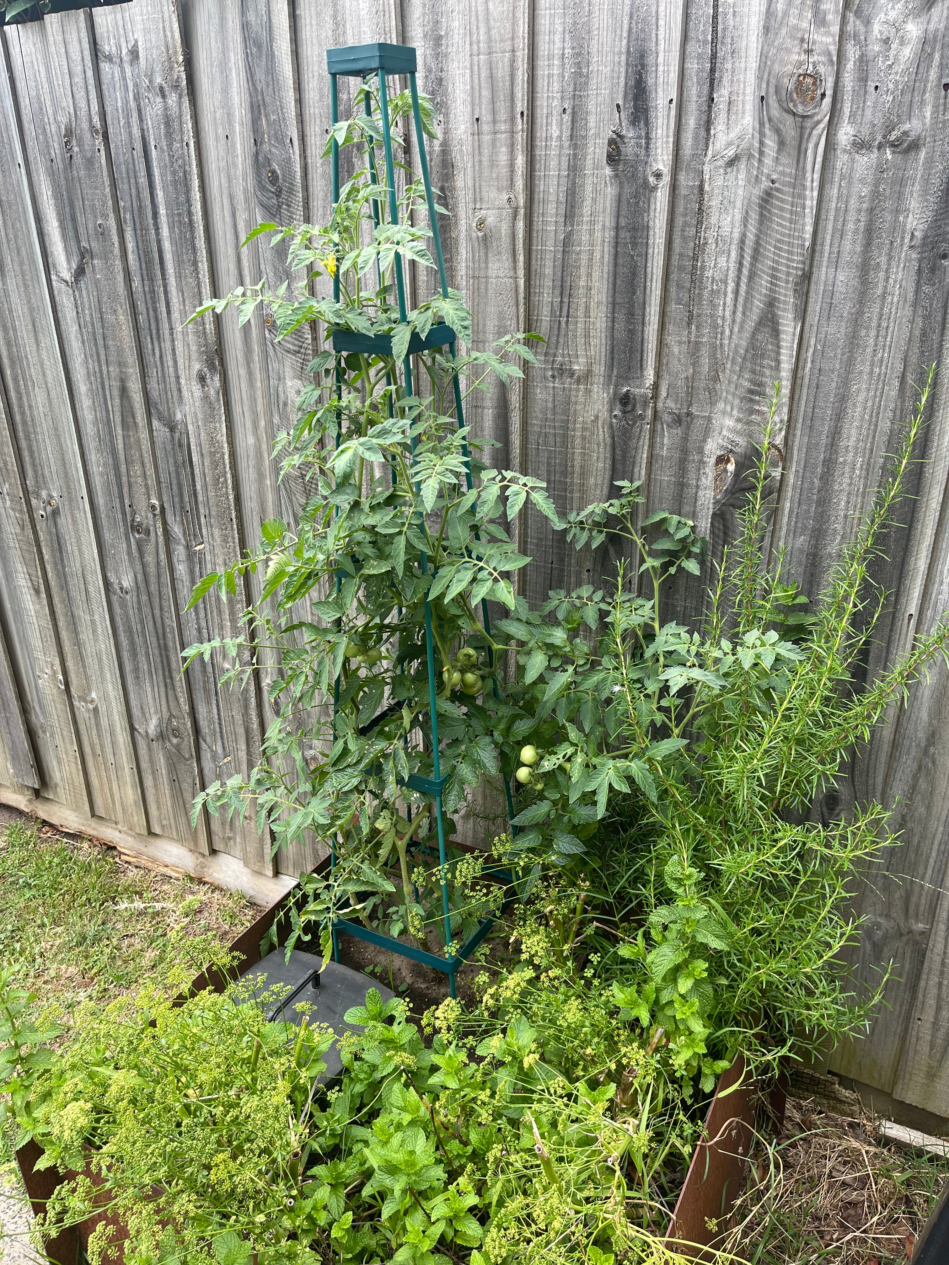 Greenlife Support Frame Tomato Growing Tower 4 Tier Cage - Green - Image 6