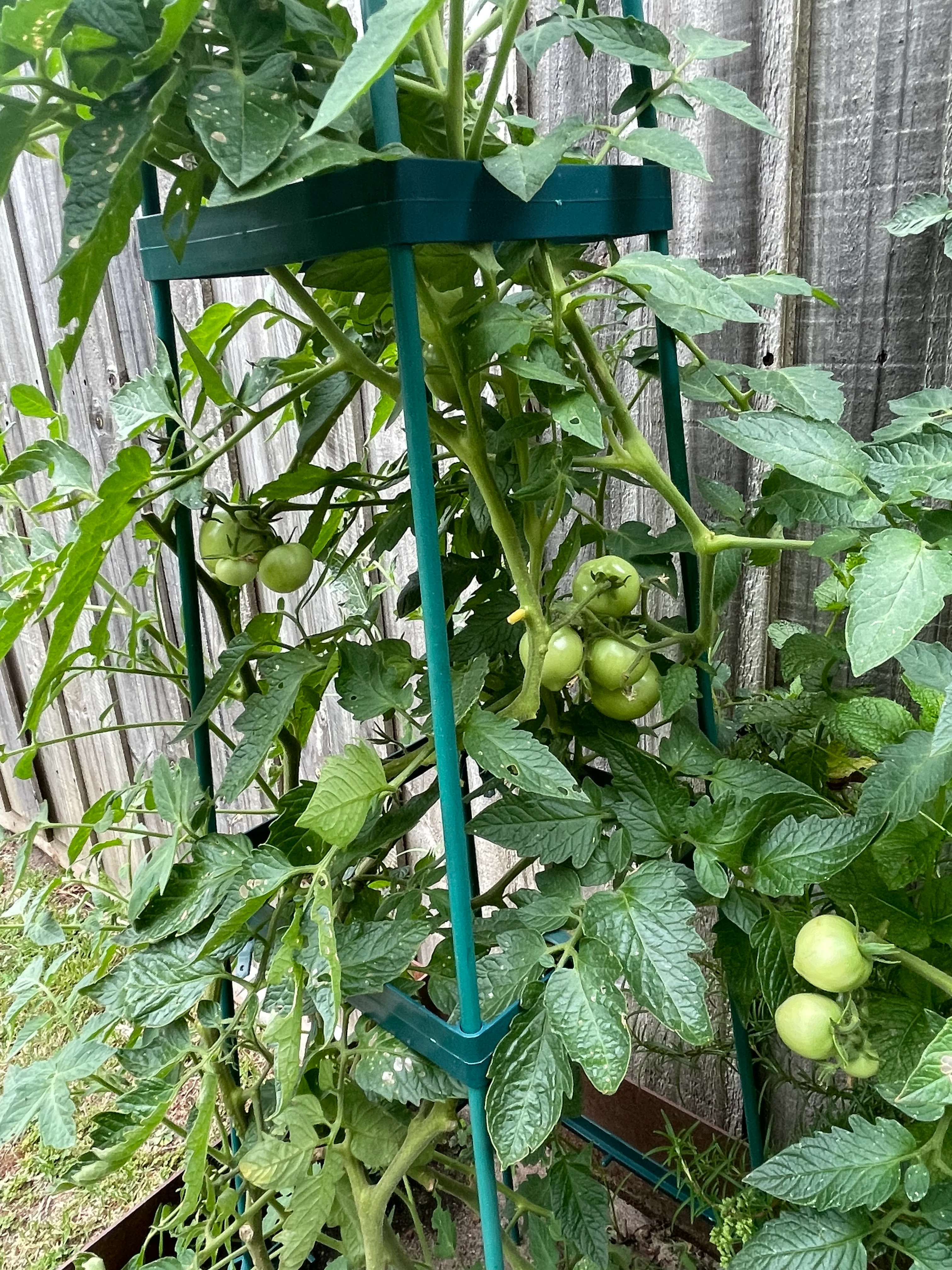 Greenlife Support Frame Tomato Growing Tower 4 Tier Cage - Green - Image 8