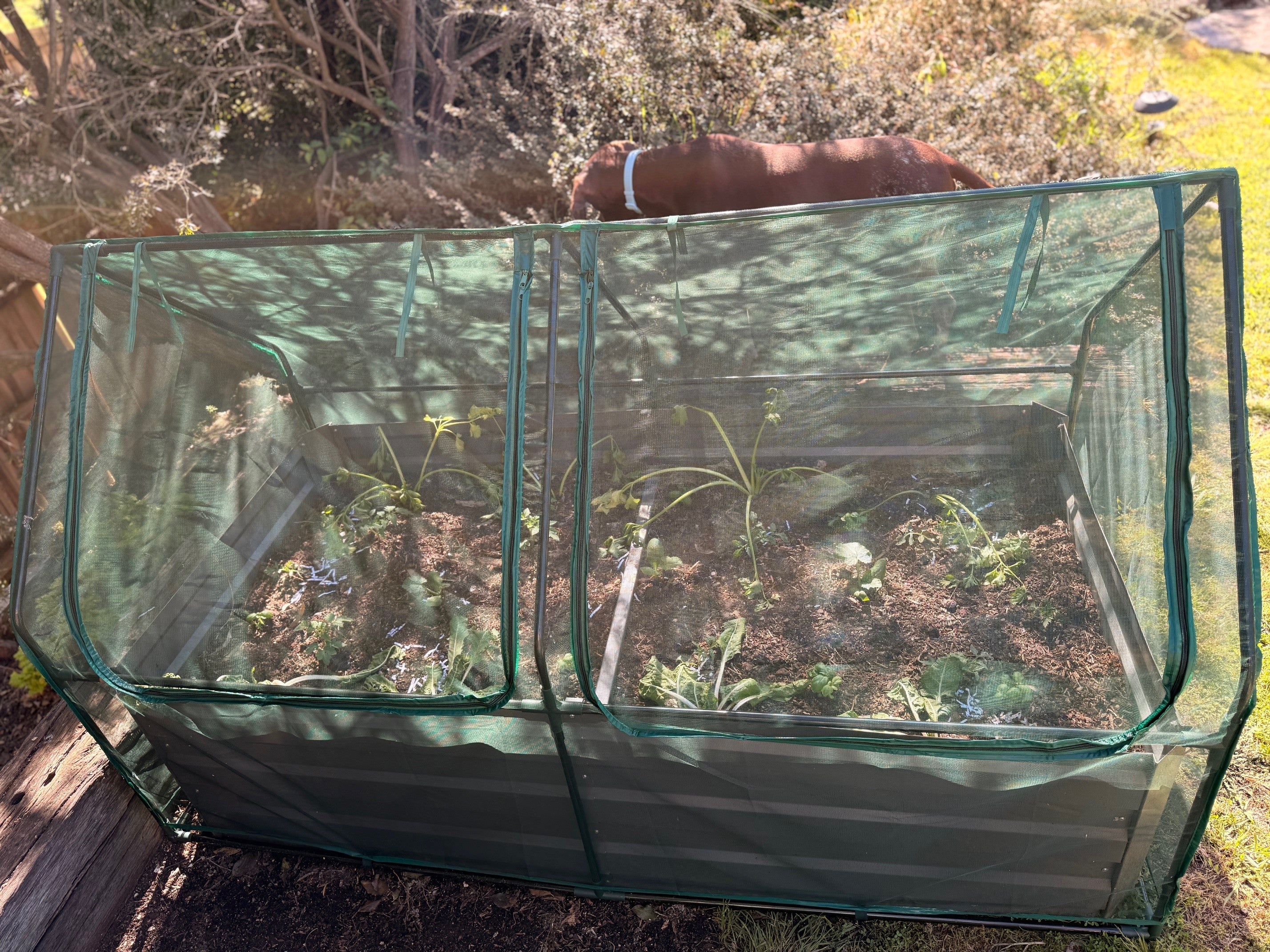 Greenlife Large Drop Over Netting Cover 1850 x 950 x 1020mm (No frame or connectors) - Image 5