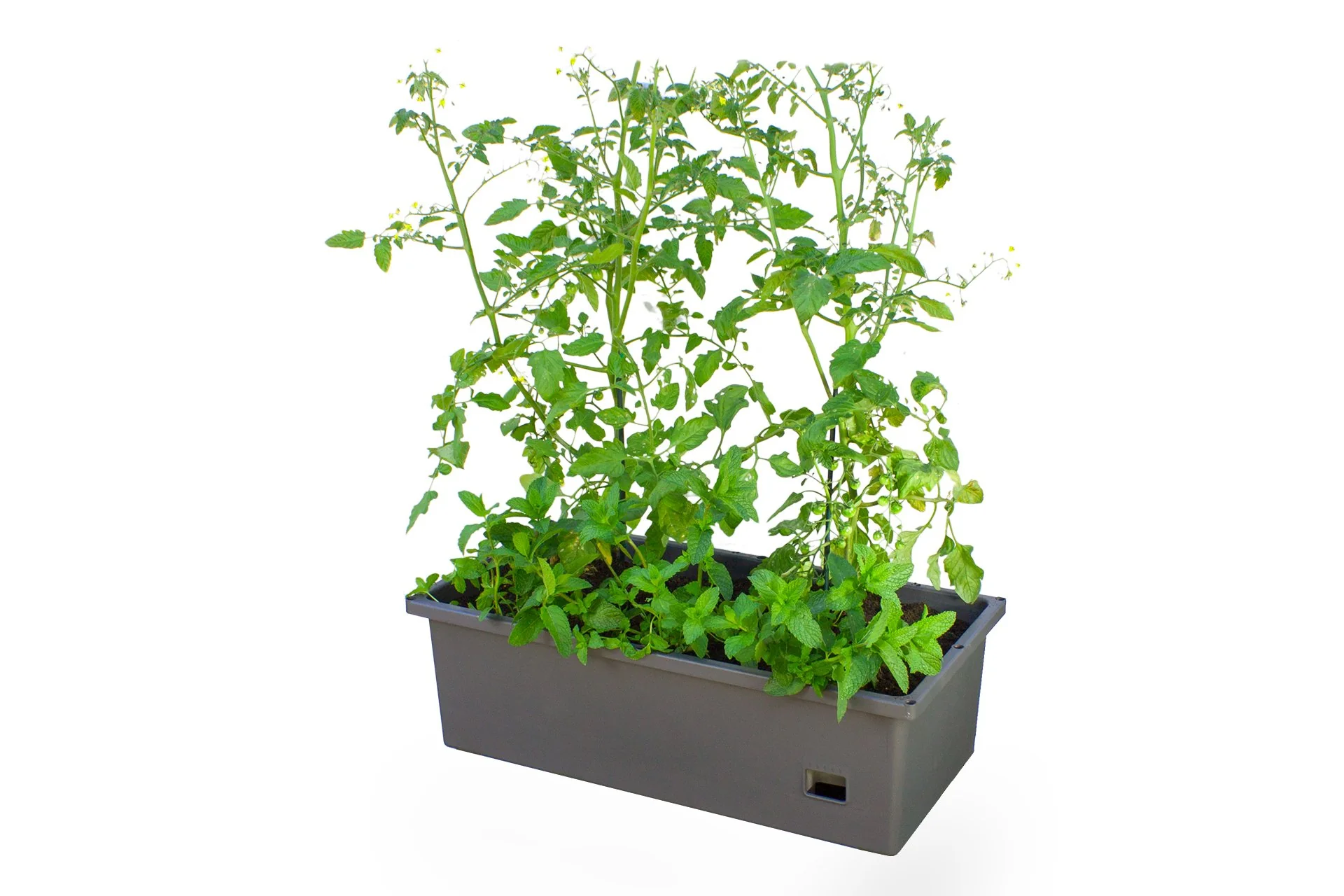 Greenlife Self-Watering Mobile Planter Box with Greenhouse & Netting - Image 5