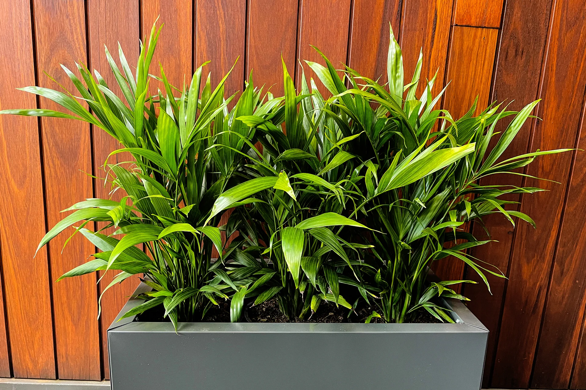 Greenlife Metal Designer Planter Box with Base 600 x 340 x 400mm Charcoal - Image 5
