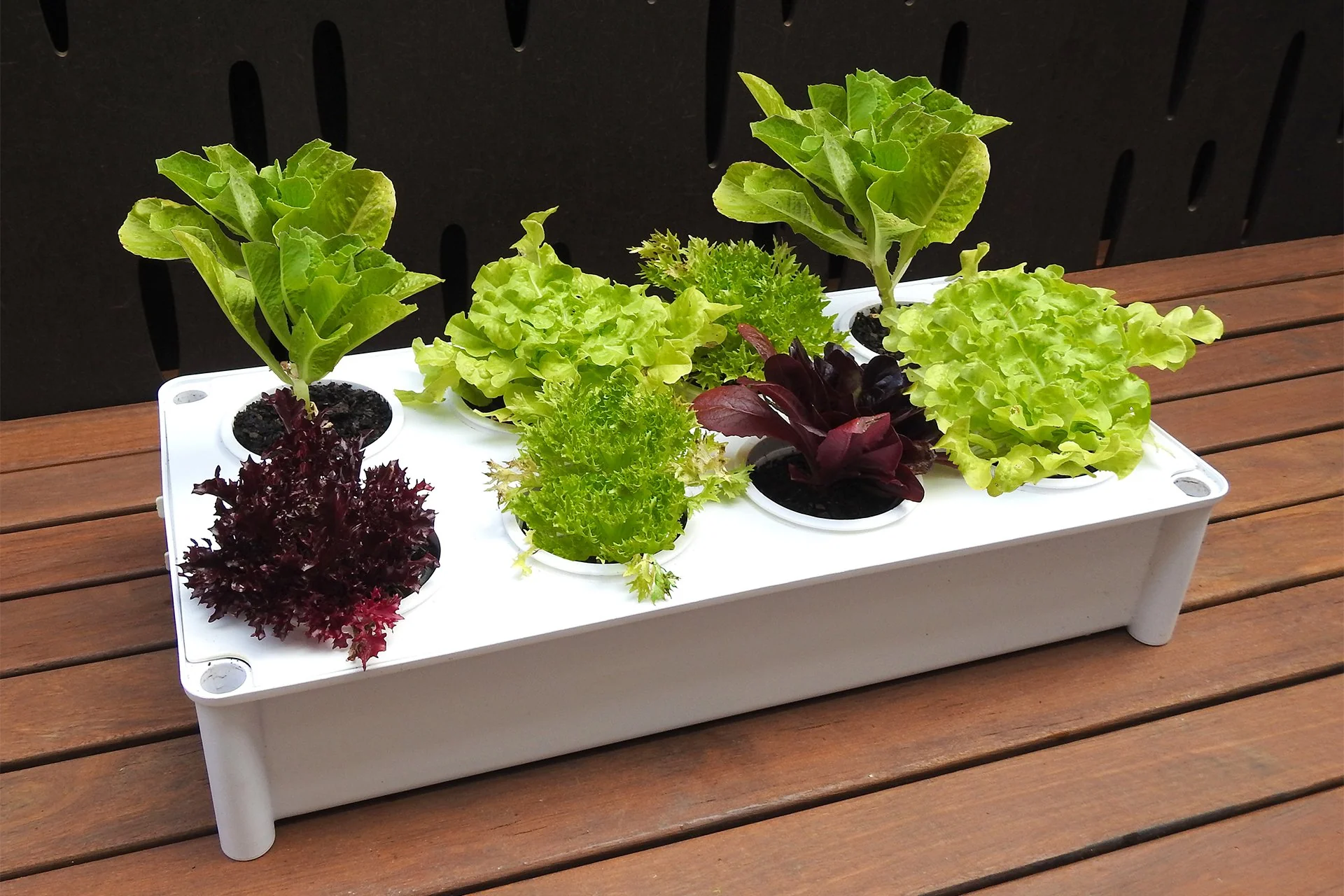Greenlife Self-Watering Salad Planter Grower with 8 Pots - White - Image 3
