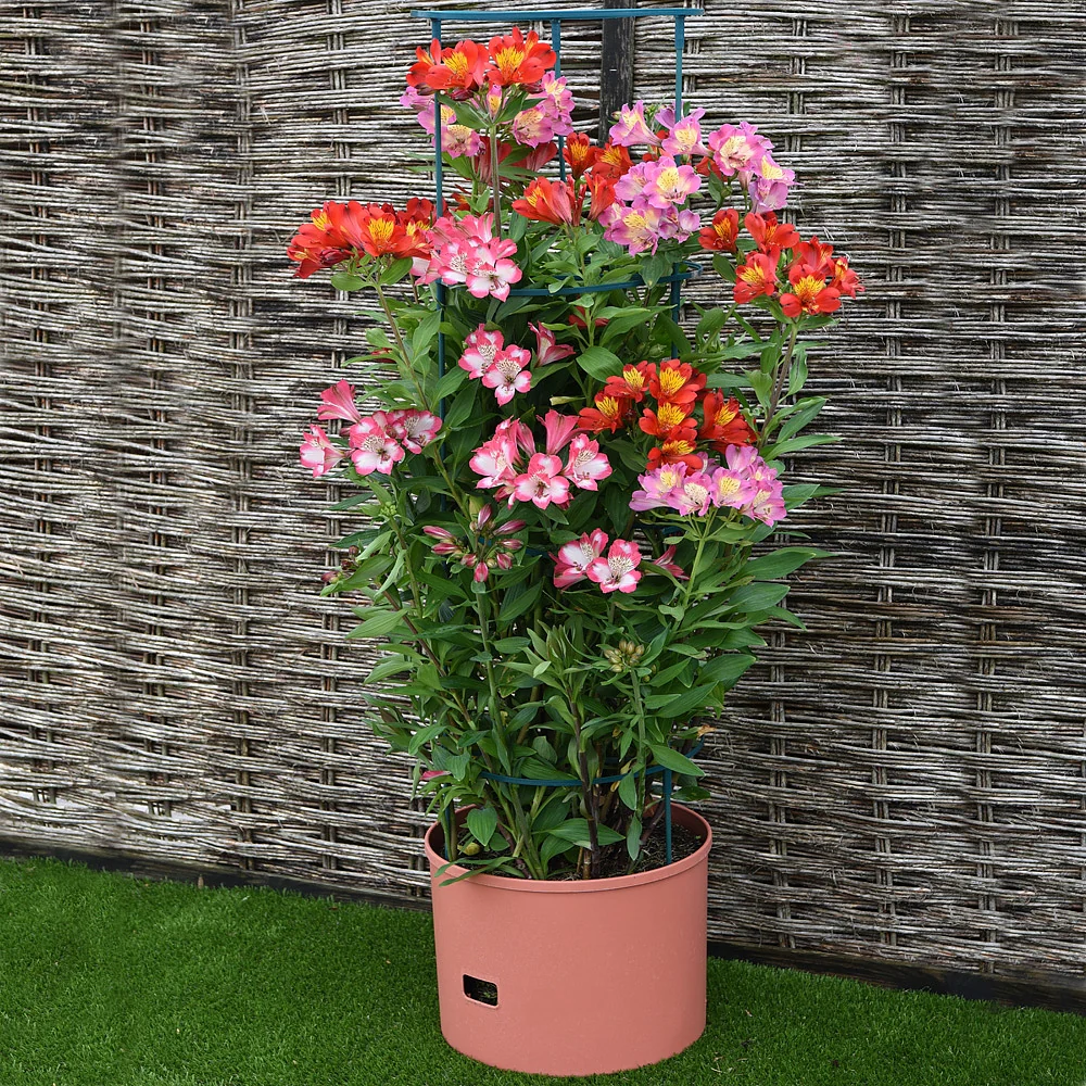 Greenlife Jumbo Tomato Growing Tower with Self Watering Pot - Terracotta - Image 10