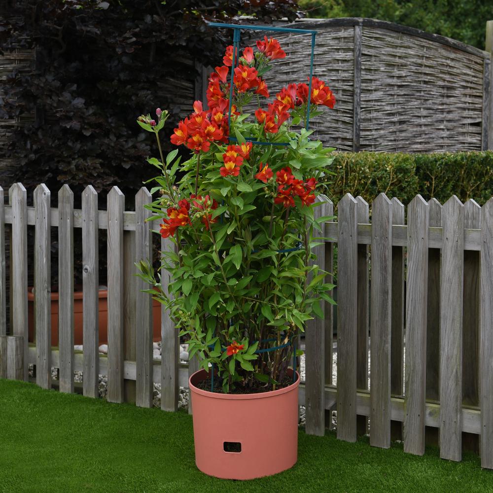 Greenlife Jumbo Tomato Growing Tower with Self Watering Pot - Terracotta - Image 9