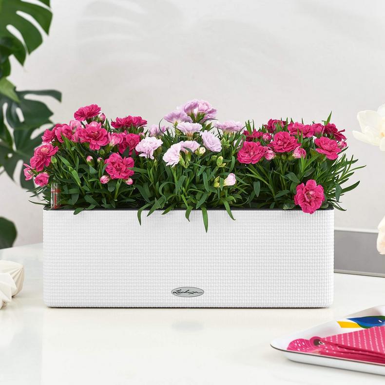 Lechuza Self-Watering Planter Box - PURO CUBE Color Triple - Image 15