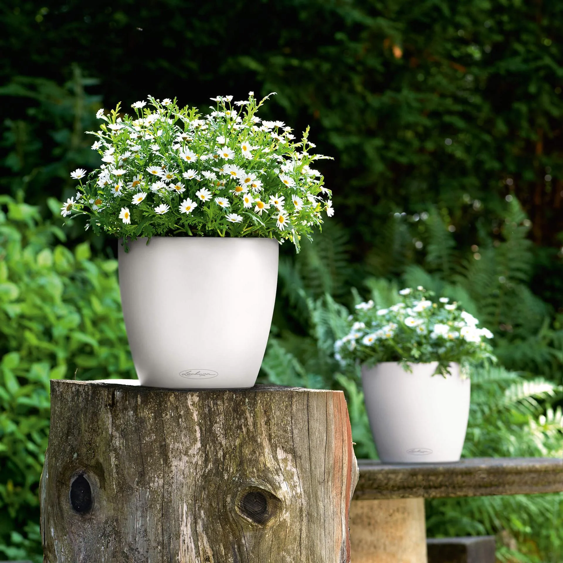 Lechuza Self-Watering Pot - CLASSICO Color 28 - Image 11