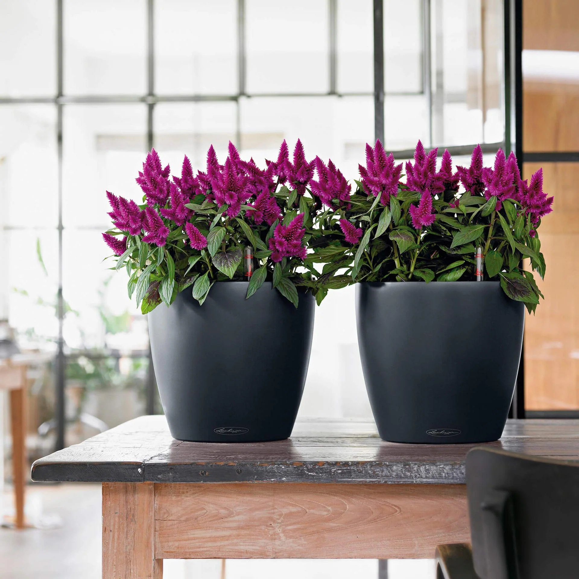 Lechuza Self-Watering Pot - CLASSICO Color 21 - Image 8