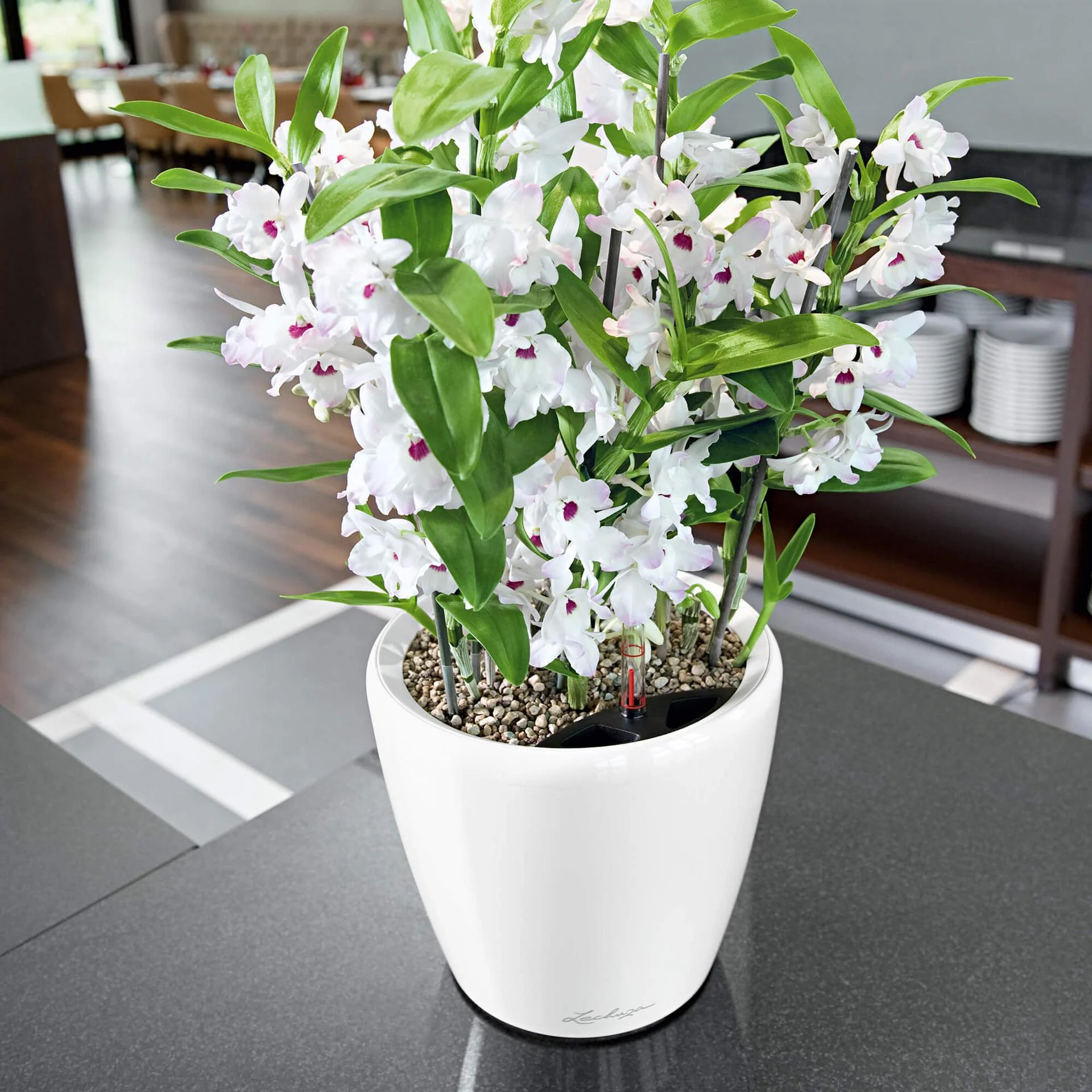 Lechuza Self-Watering Pot - CLASSICO LS 21 Premium - Image 10