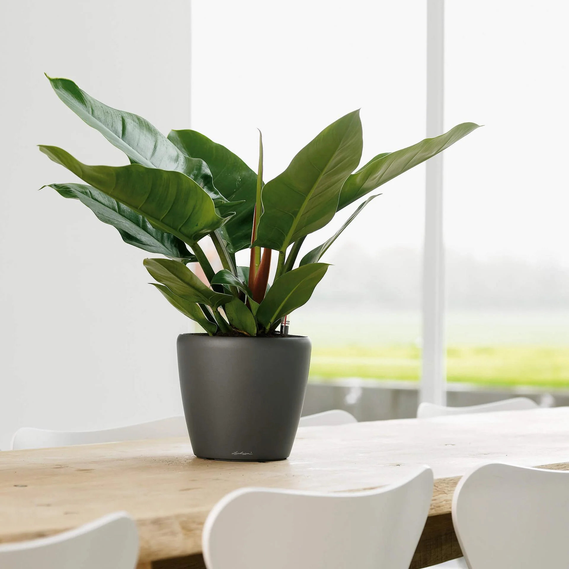 Lechuza Self-Watering Pot - CLASSICO LS 21 Premium - Image 12