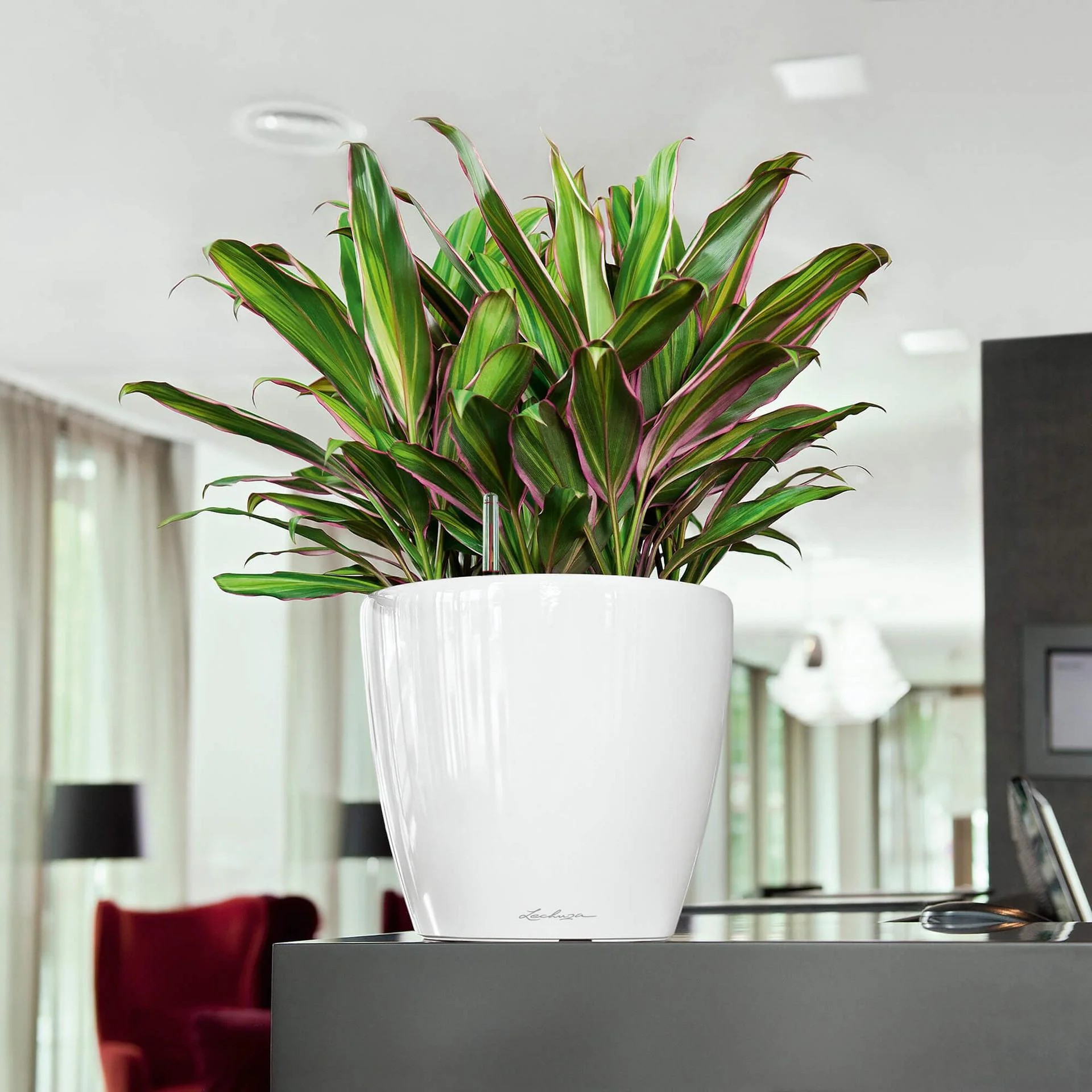 Lechuza Self-Watering Pot - CLASSICO LS 28 Premium - Image 13