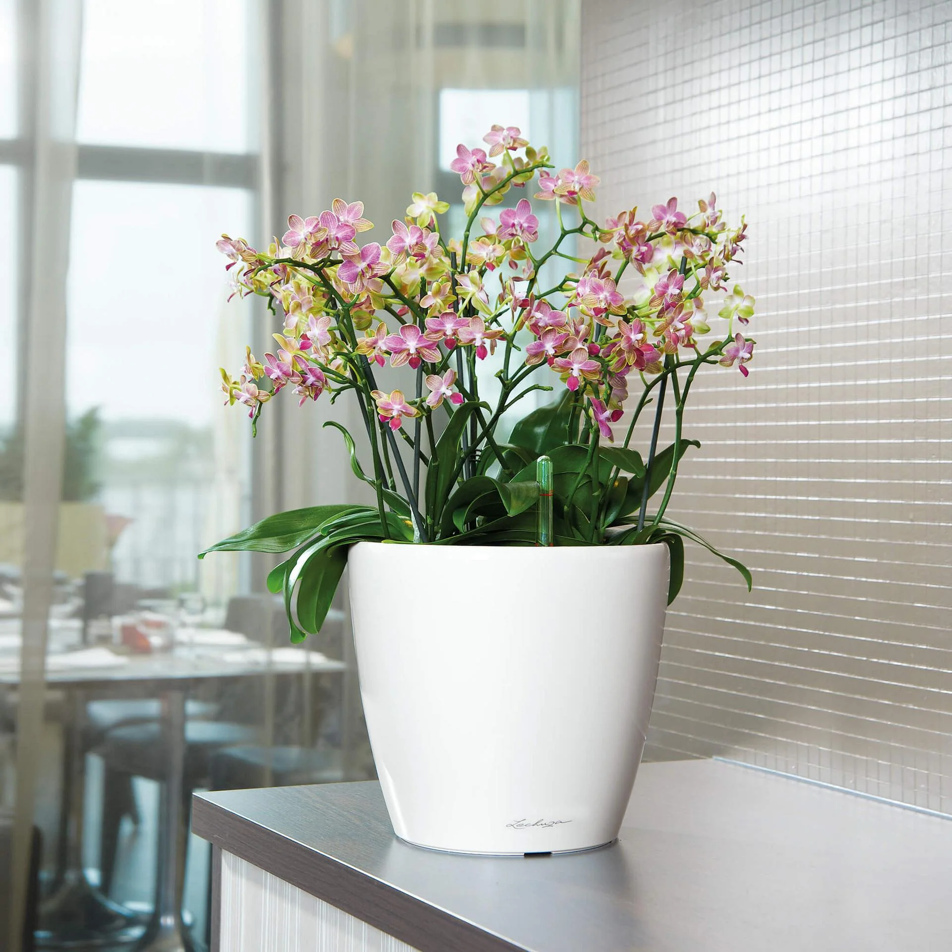 Lechuza Self-Watering Pot - CLASSICO LS 35 Premium - Image 11