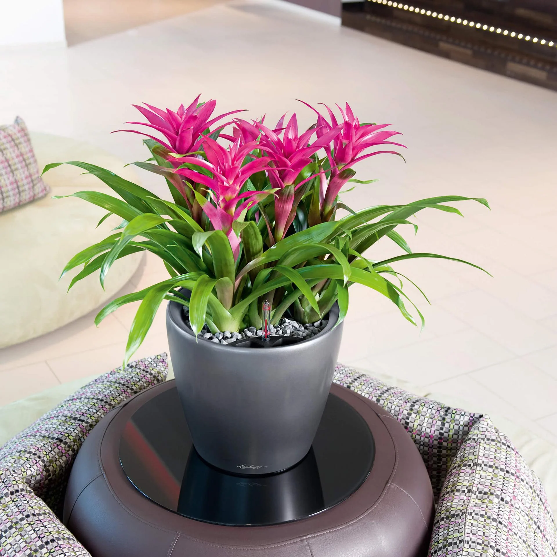 Lechuza Self-Watering Pot - CLASSICO LS 35 Premium - Image 12