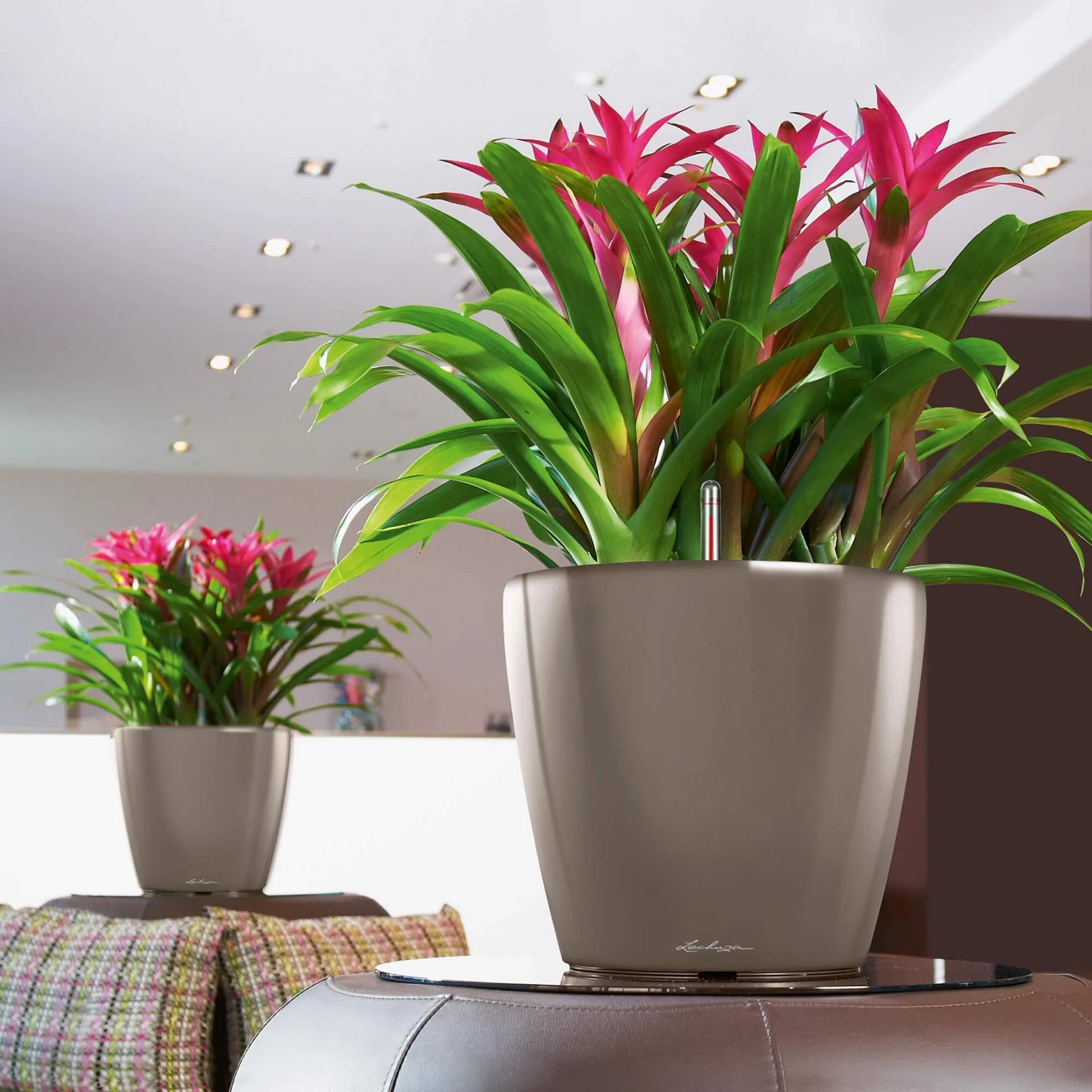 Lechuza Self-Watering Pot - CLASSICO LS 35 Premium - Image 13