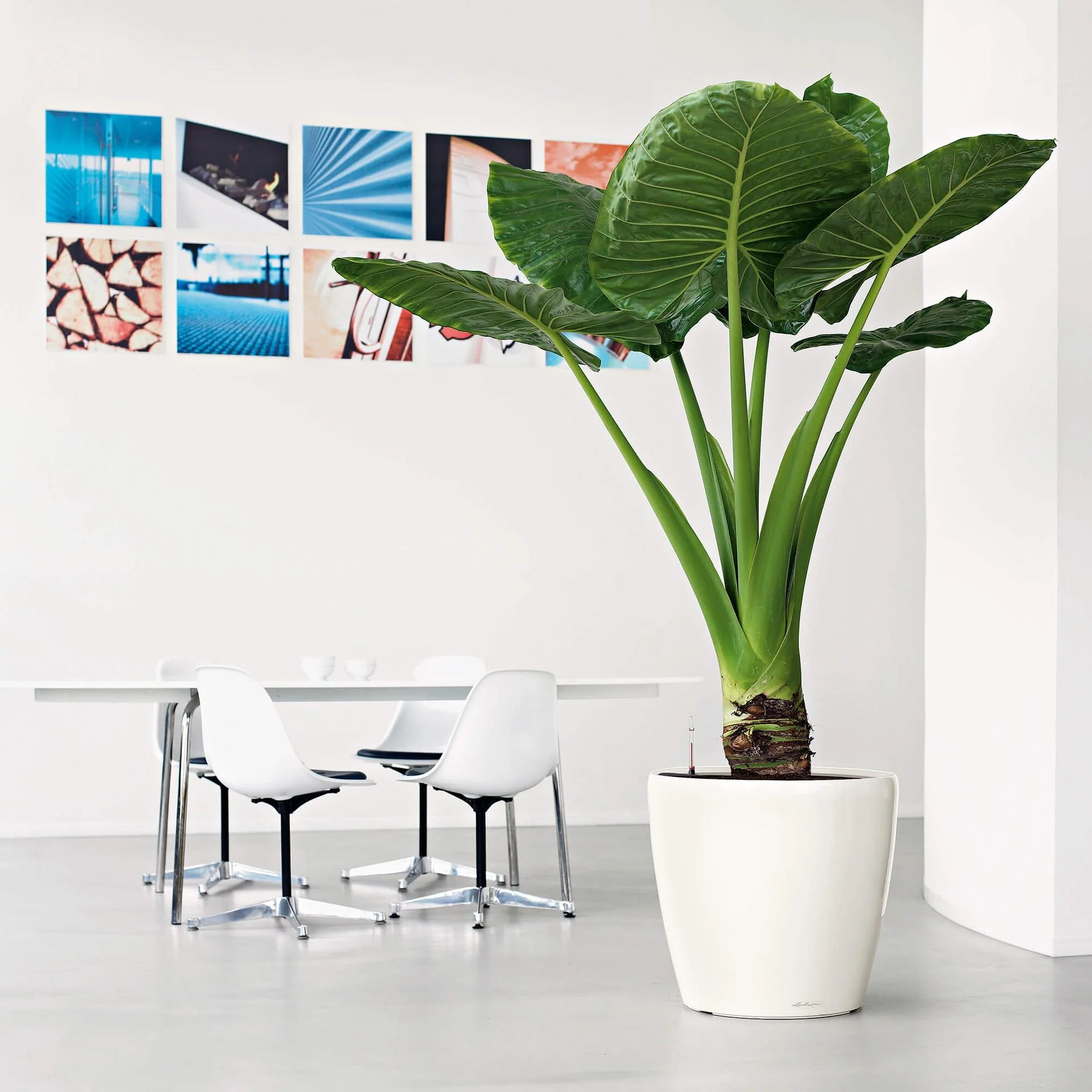 Lechuza Self-Watering Pot - CLASSICO LS 50 Premium - Image 11