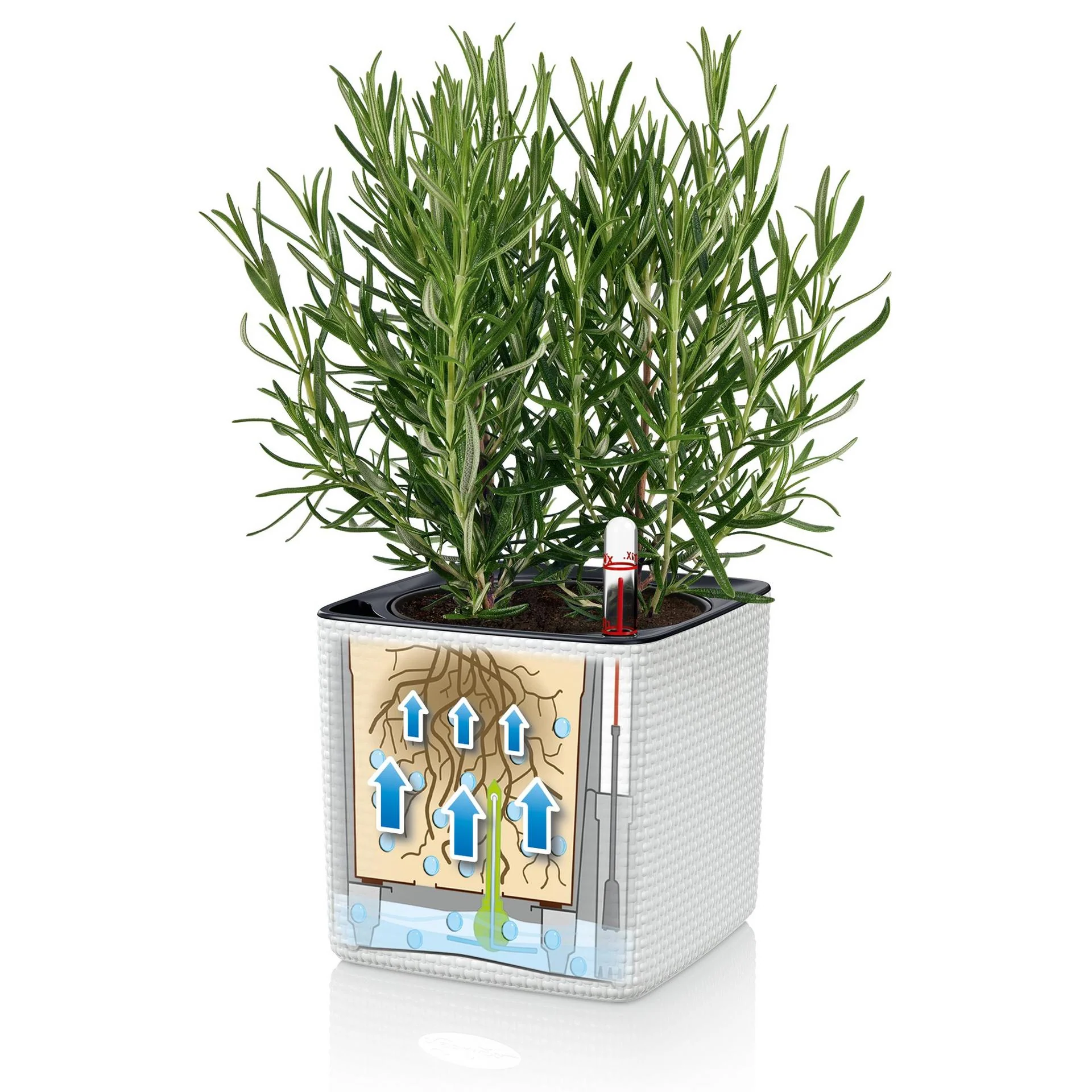 Lechuza Self-Watering Pot - PURO CUBE Color 14 - Image 5