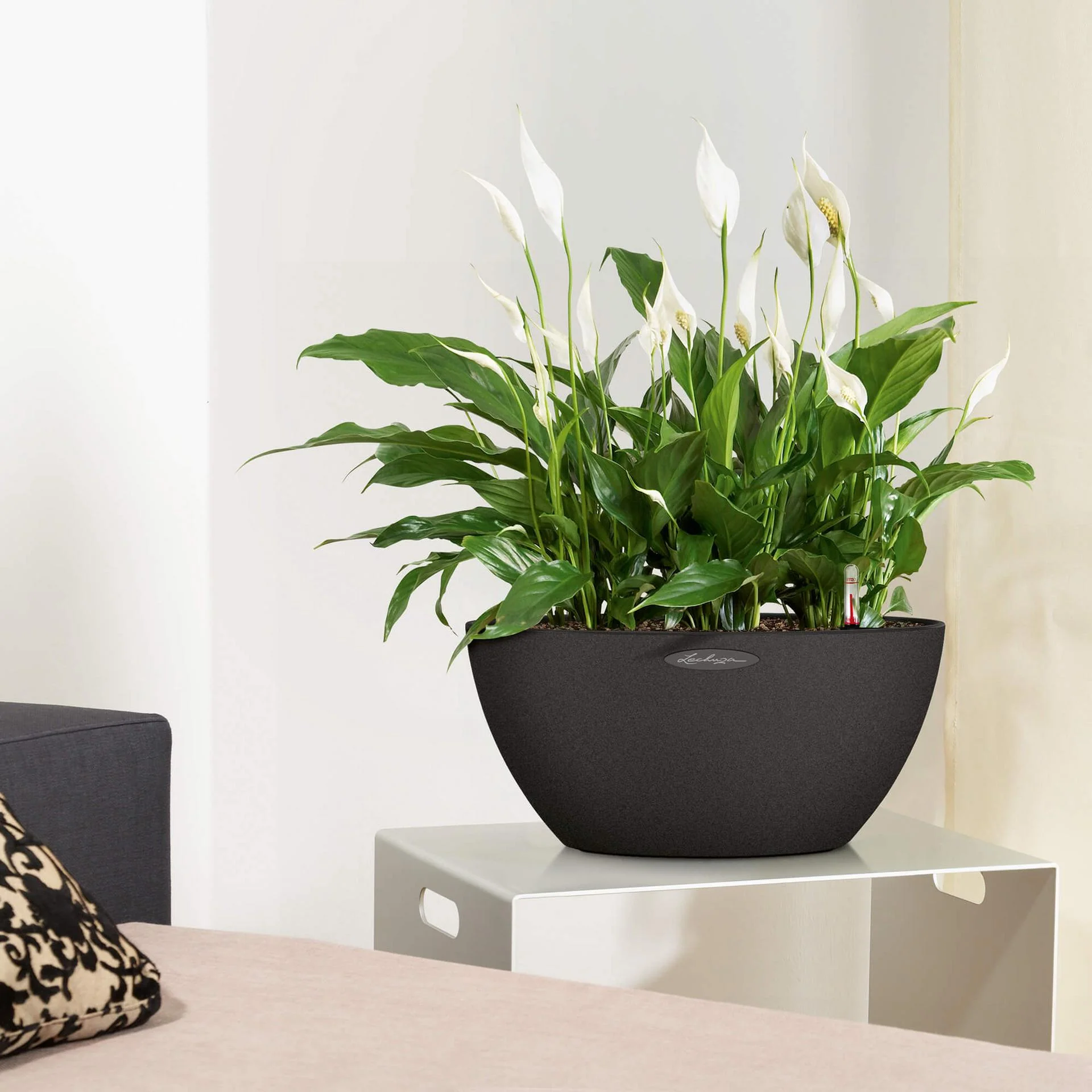 Lechuza Self Watering Pot - CUBETO Stone 40 Bowl - Image 12