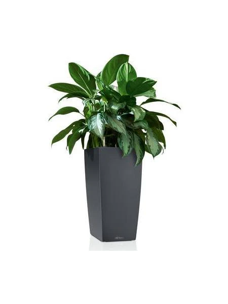 Lechuza Self-Watering Pot - CUBICO Color 22