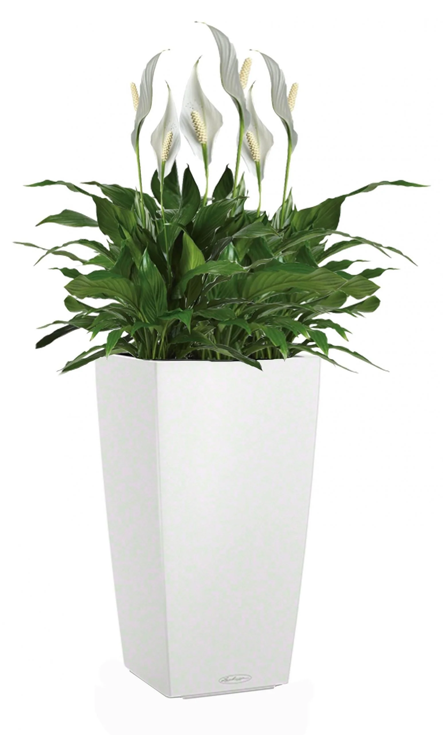 Lechuza Self-Watering Pot - CUBICO Color 30