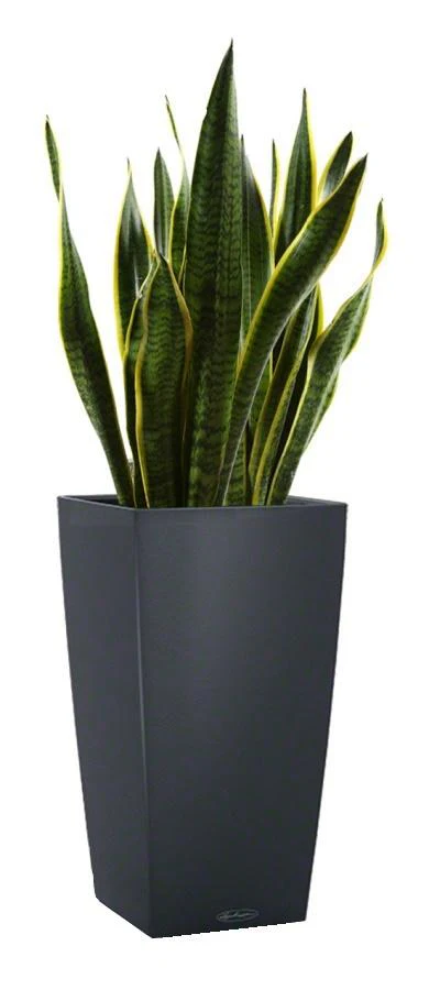 Lechuza Self-Watering Pot - CUBICO Color 40