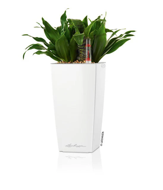 Lechuza Self Watering Pot - MINI CUBI 9