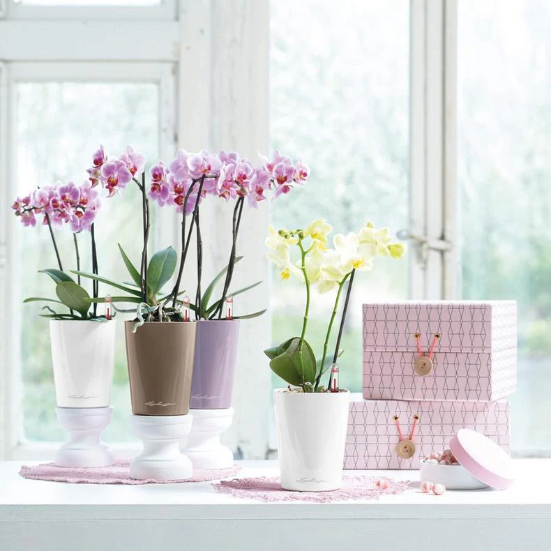 Lechuza Self Watering Pot - MINI DELTINI - Image 10