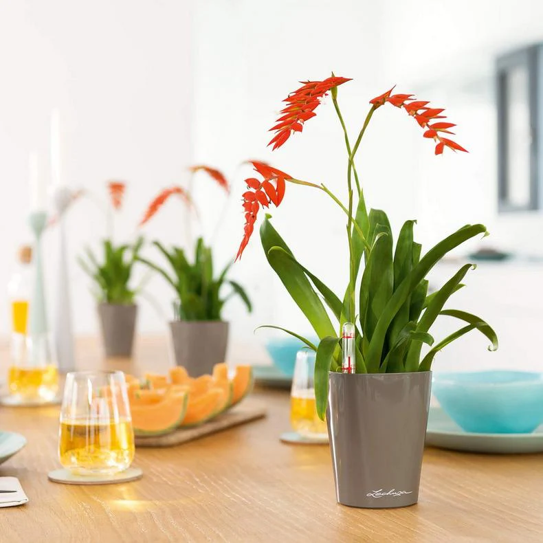 Lechuza Self Watering Pot - MINI DELTINI - Image 12