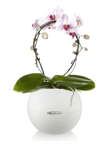 Lechuza Self-Watering Pot - PURO Color 20