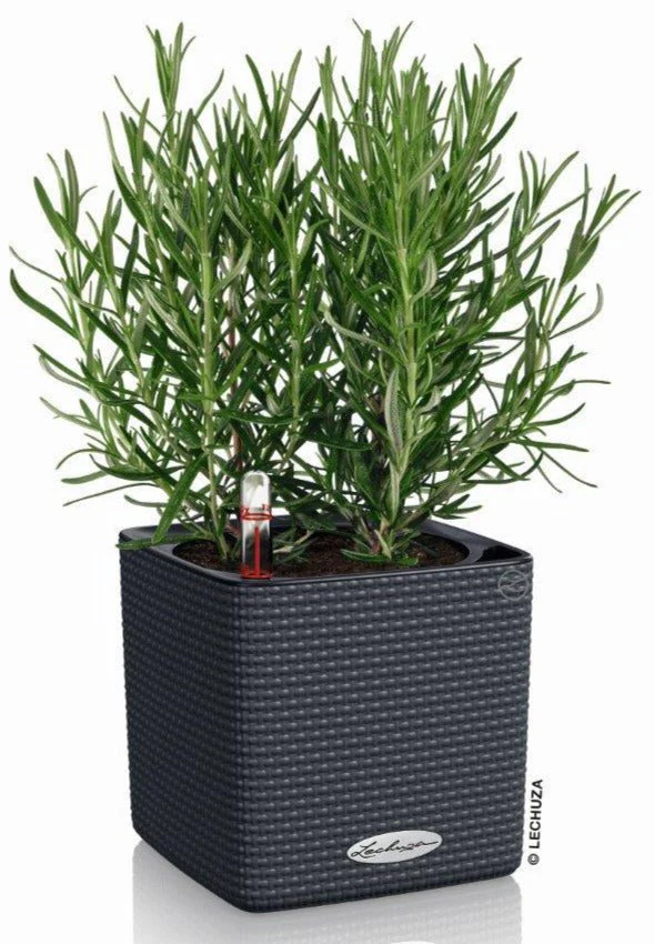 Lechuza Self-Watering Pot - PURO CUBE Color 16