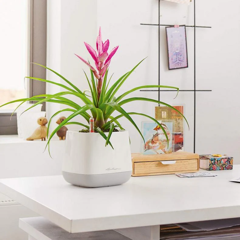 Lechuza Self Watering Pot - YULA - Image 7
