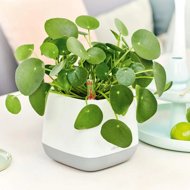 Lechuza Self Watering Pot - YULA - Image 8