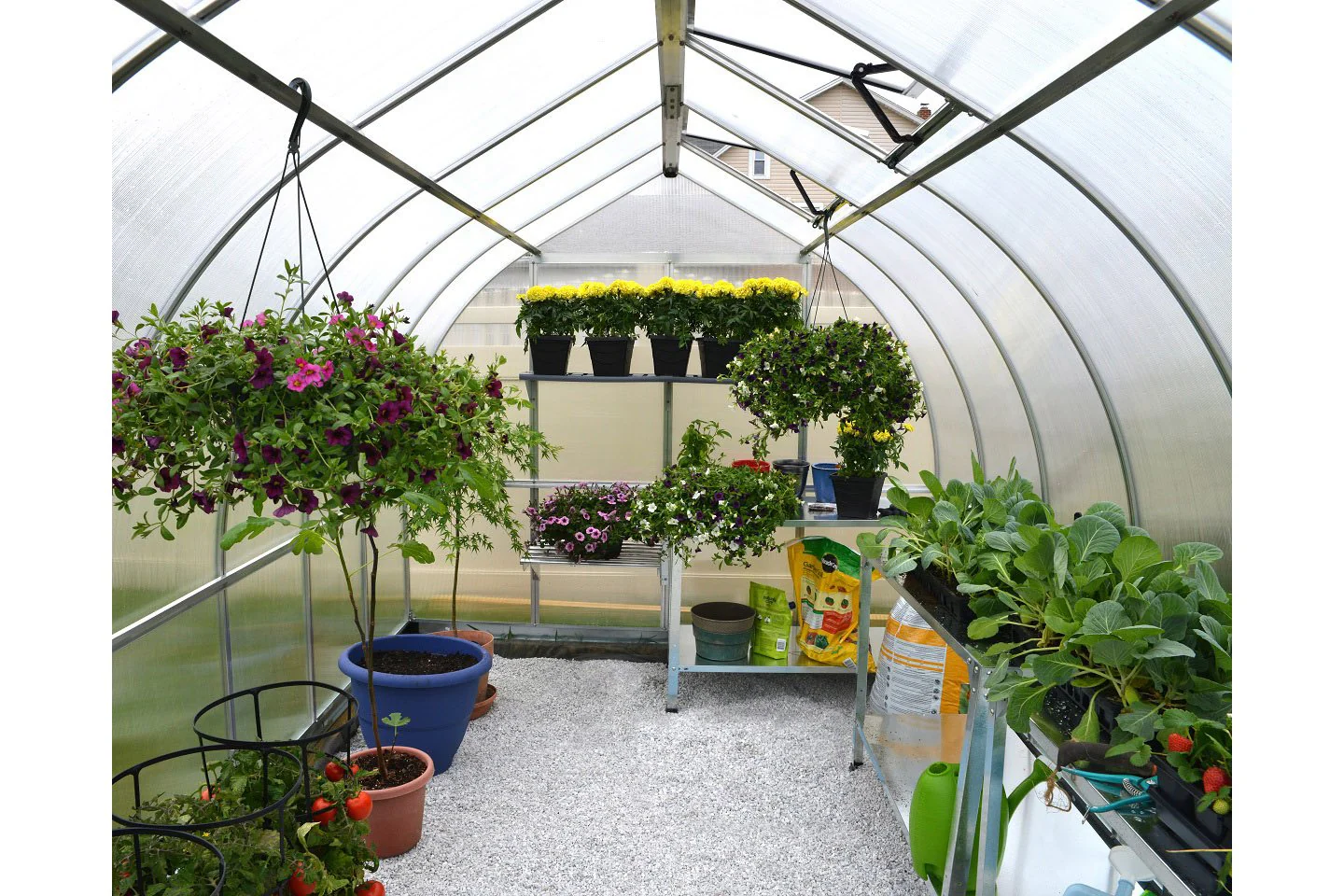 Maze Bella Premium Polycarbonate Greenhouse 8' x 12' - Image 4
