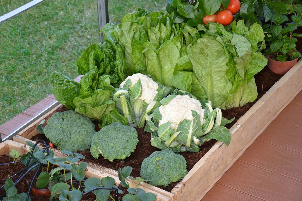 Maze Greenhouse Accessory - Greenhouse Drip Kit - Image 5