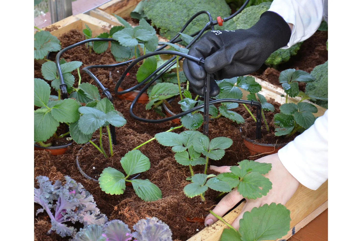 Maze Greenhouse Accessory - Greenhouse Drip Kit - Image 7