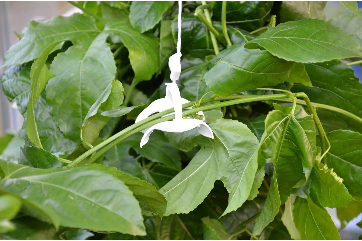Maze Greenhouse Accessory - Trellising Kit - Image 4