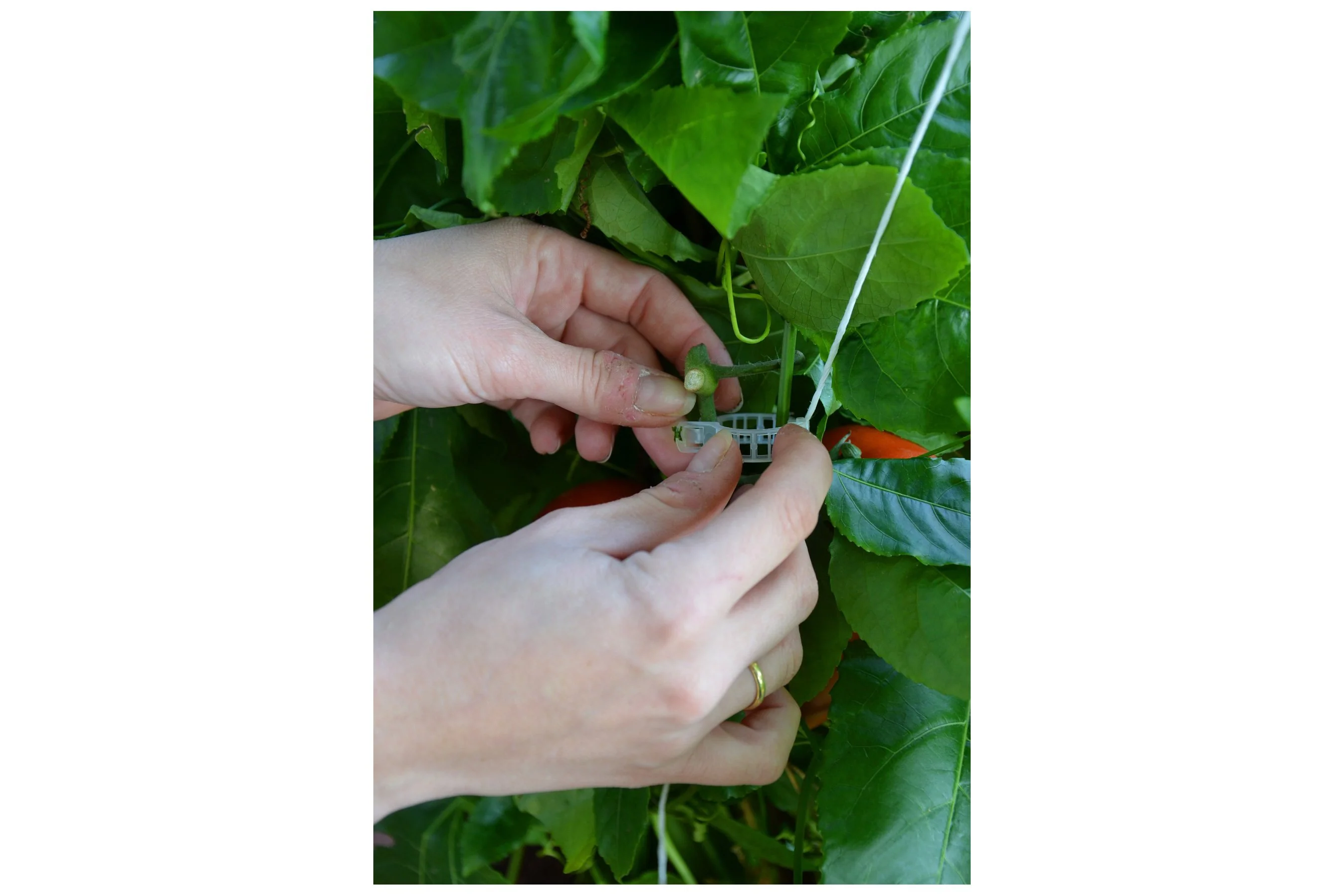 Maze Greenhouse Accessory - Trellising Kit - Image 6