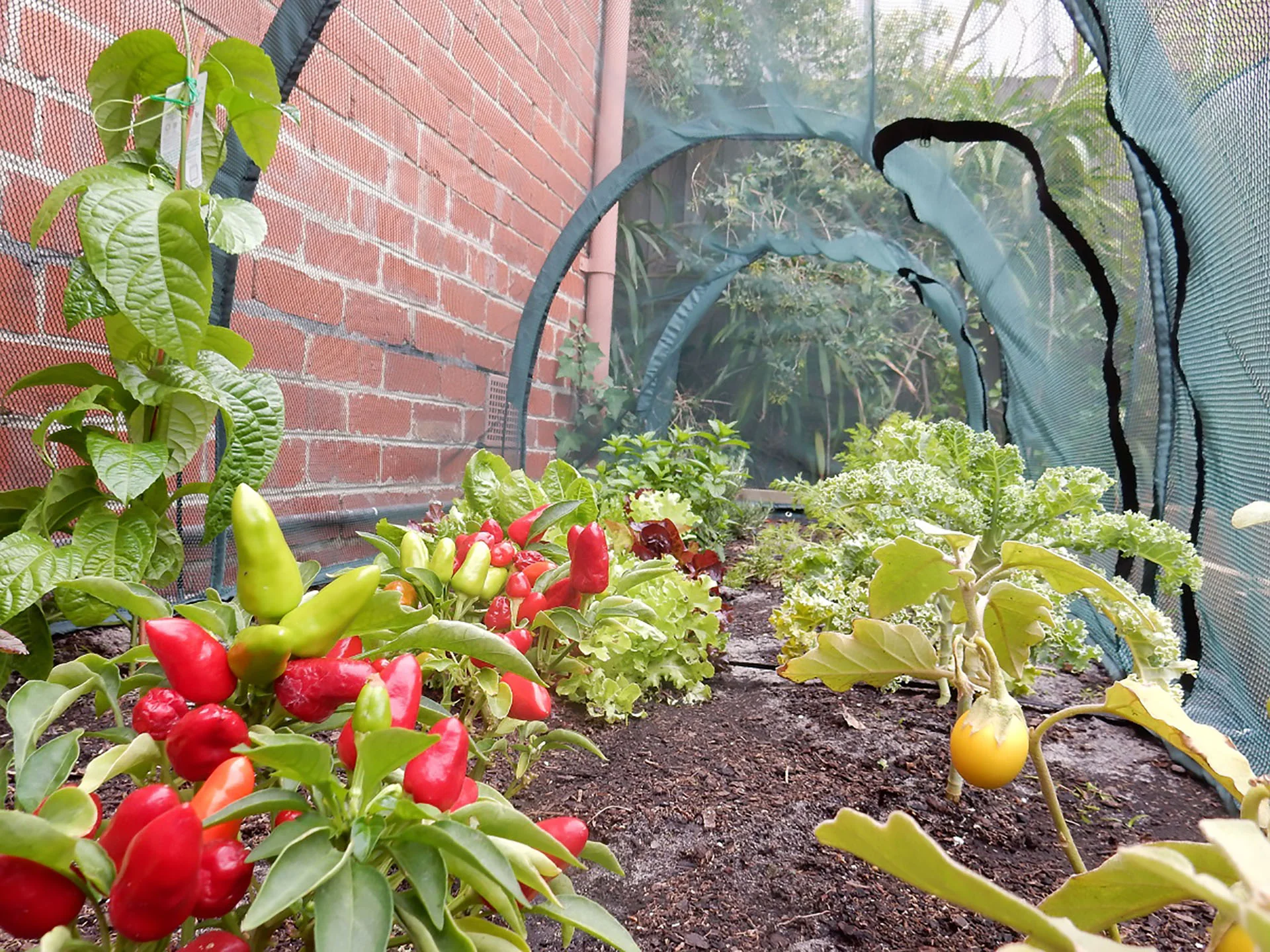 Maze Net Garden Tunnel - 3000L x 1000W x 1000H - Image 5