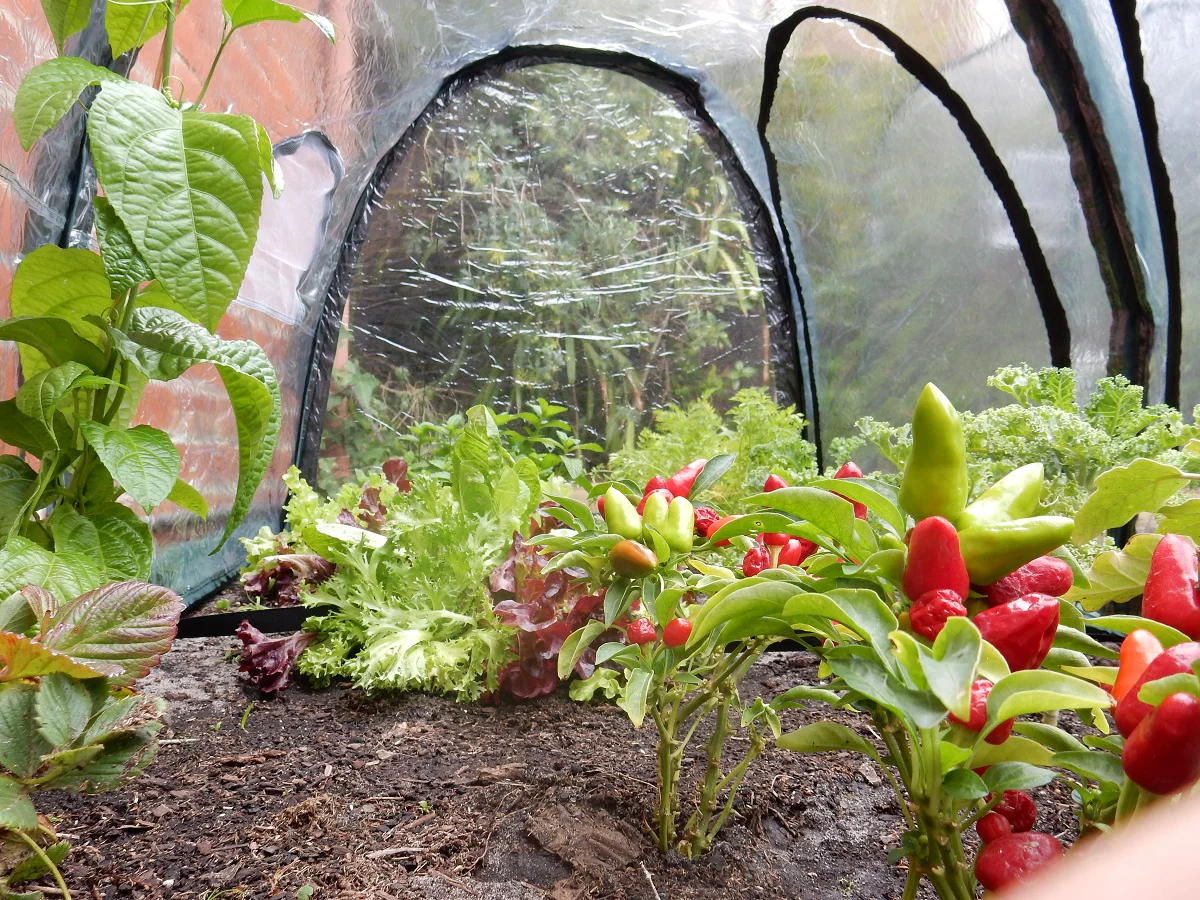 Maze Poly Greenhouse Tunnel - 2000L x 1000W x 1000H - Image 3