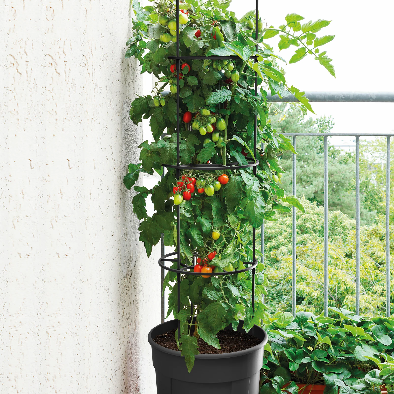 Maze Recycled Plastic Tomato Growing Planter Pot 300mm - Anthracite - Image 5