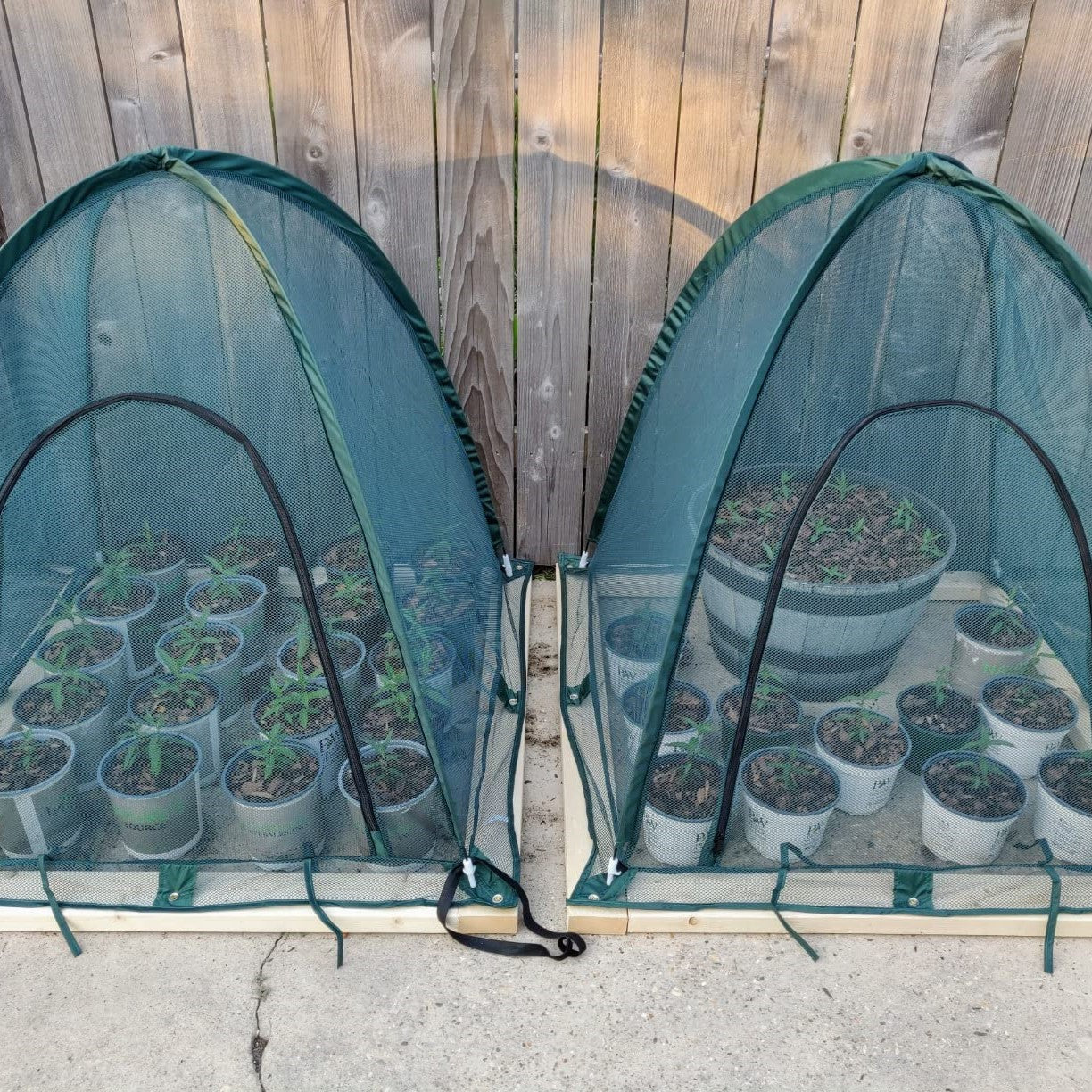 Maze Twin Pack Net Garden Covers – 0.92m² X 1m High - Image 9