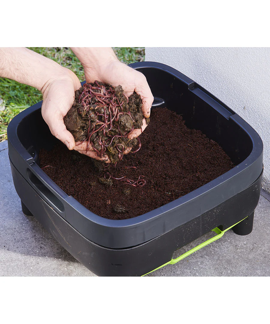 Maze Live Compost Worms Sent Direct -  Approx. 1000 - Image 3