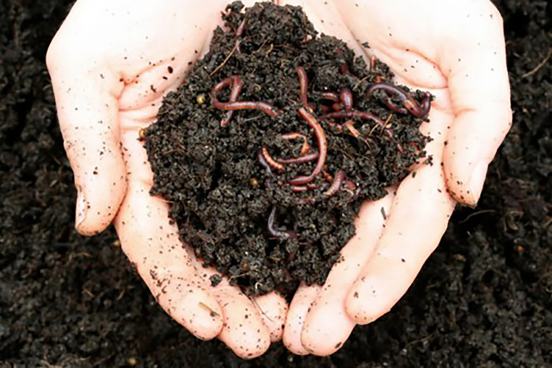 Maze Live Compost Worms Sent Direct -  Approx. 1000 - Image 4